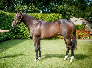 Written Tycoon weanling Sale-topper returned to Karaka and sold for $475,000.